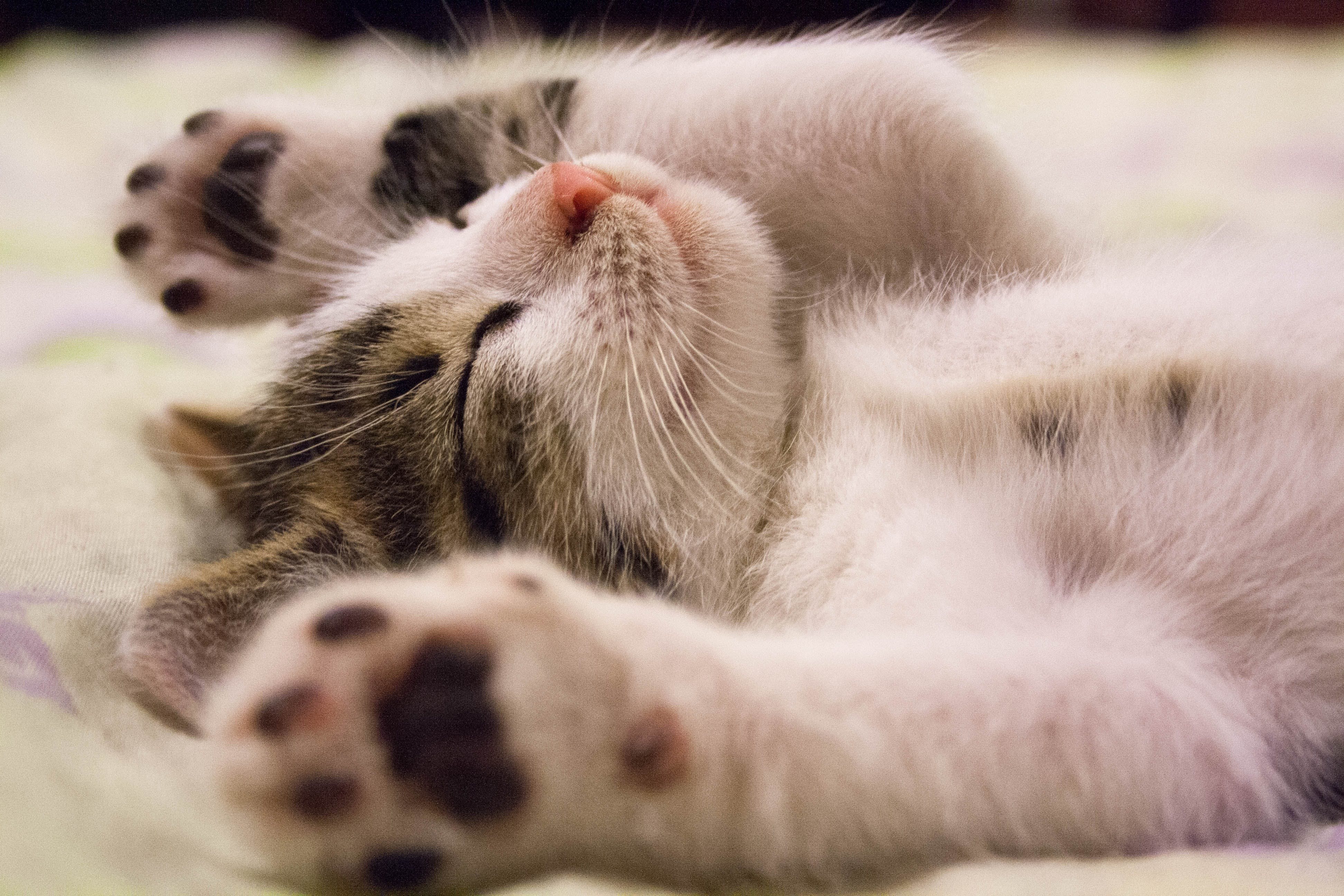 Guia para uma vida feliz para gatos FIV-positivos: A história comovente de Charlie
