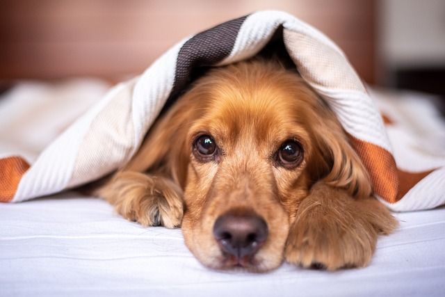 Guardiões da Imunidade: Os níveis de IgE canina como um indicador-chave da saúde geral