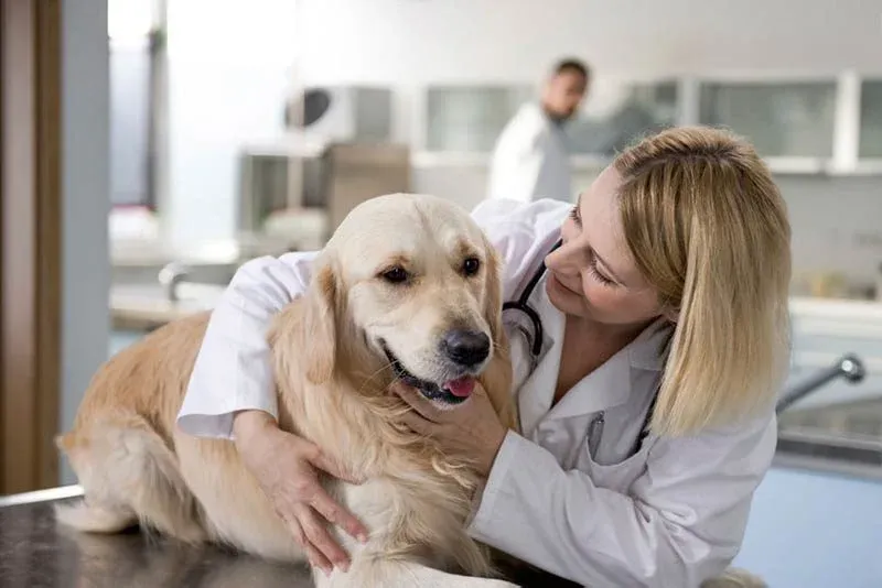 A importância dos cuidados veterinários durante a gravidez